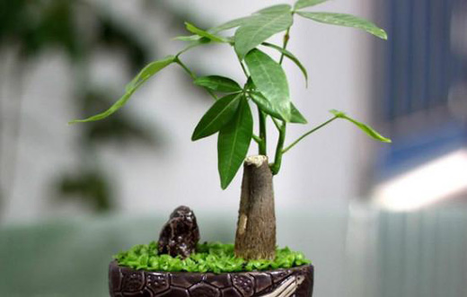 办公室适合放什么植物，吊兰如何养护